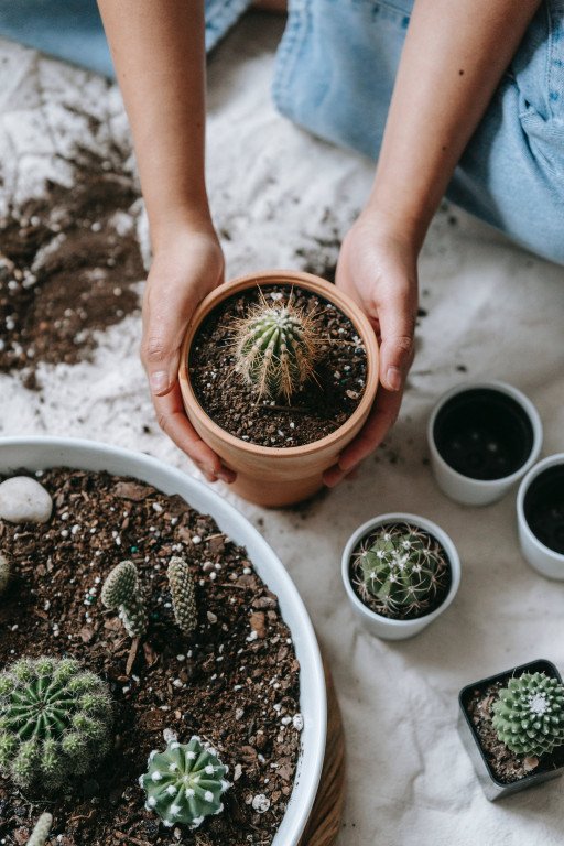 Comprehensive Guide to Mini Cactus Care: Thriving Succulents in Your Home
