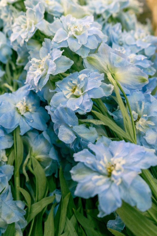 Discover the Charm of Small Blue Perennial Flowers: A Gardener's Guide