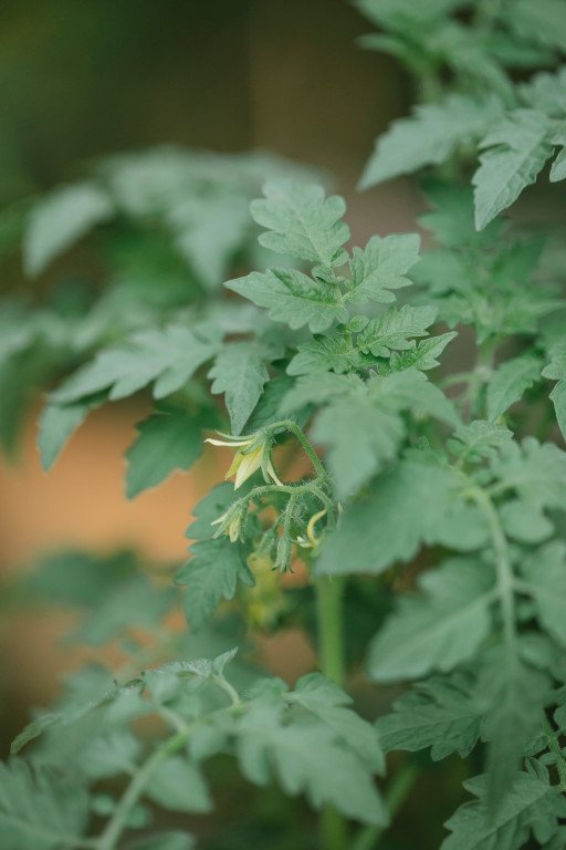 The Ultimate Guide to Selecting the Best Pesticide for Tomato Plants