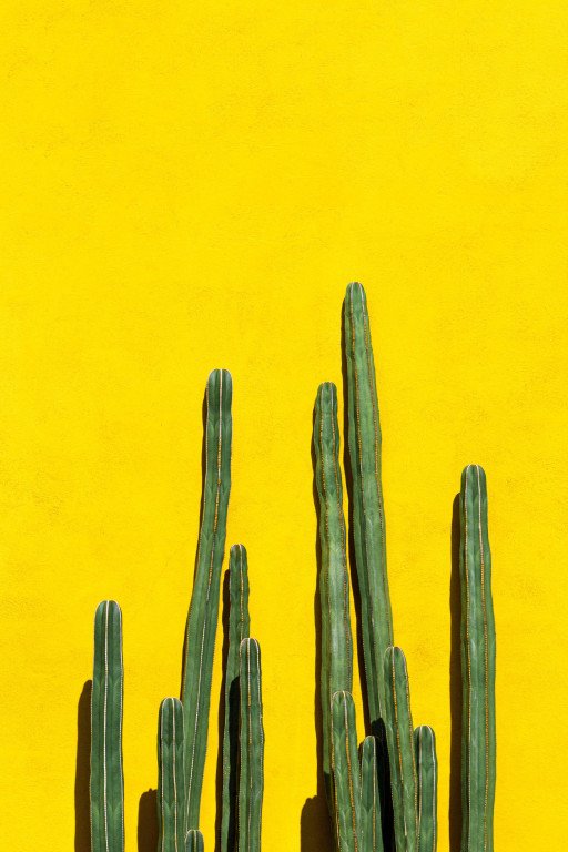 Cactus Shop Guide