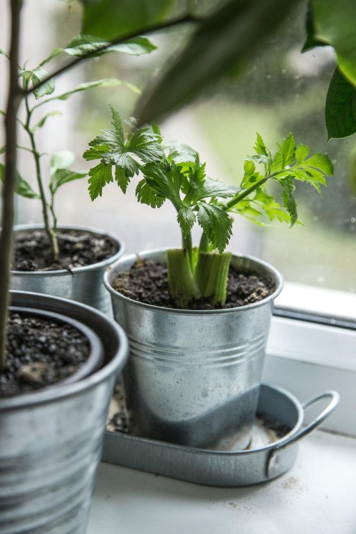 Thriving Herb Garden Window Planter