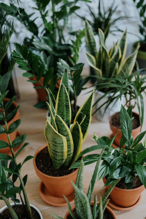 Comprehensive Guide to Cultivating Leafy Houseplants for a Greener Home