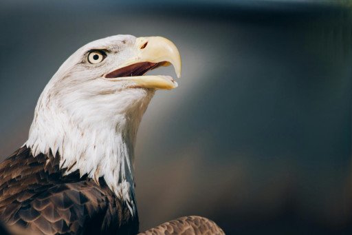 The Ultimate Guide to Selecting the Perfect Bald Eagle Statue for Your Outdoor Space