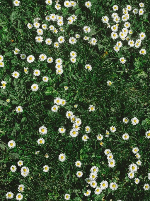 Field Daisies Beauty and Utility