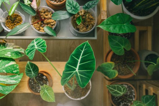 The Ultimate Guide to Foliage Houseplants