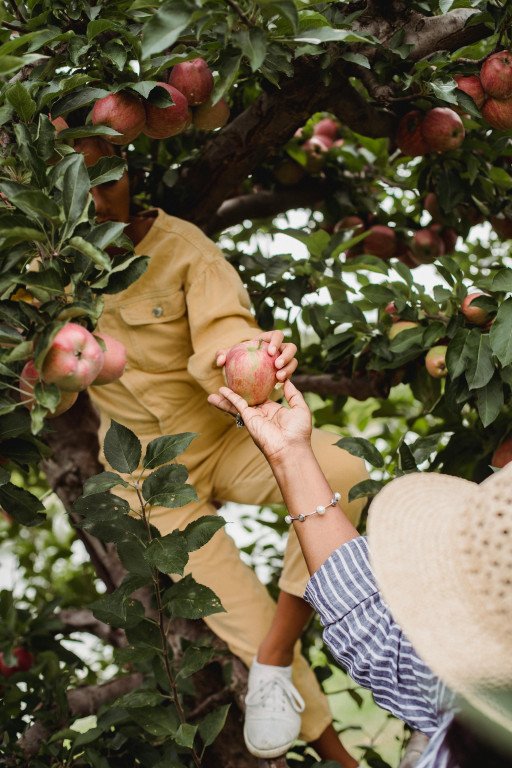 The Comprehensive Guide to Cultivating a Flourishing Enterprise Apple Orchard
