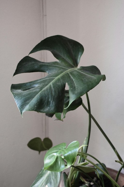 The Ultimate Guide to Large Green Leaf House Plants
