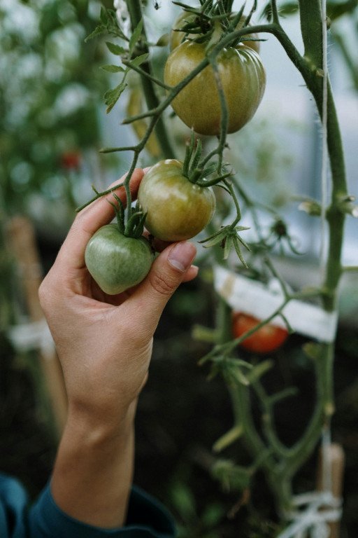 The Comprehensive Guide to Growing Tomatoes and Carrots as Companion Plants